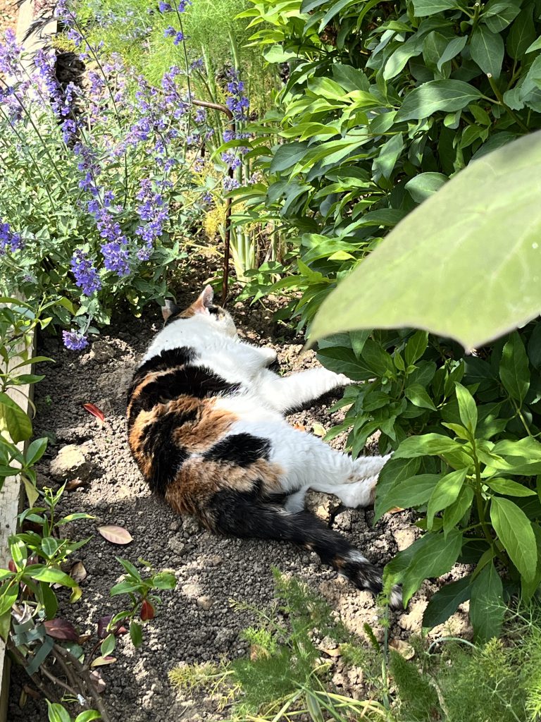 Eddie Relaxing in the garden