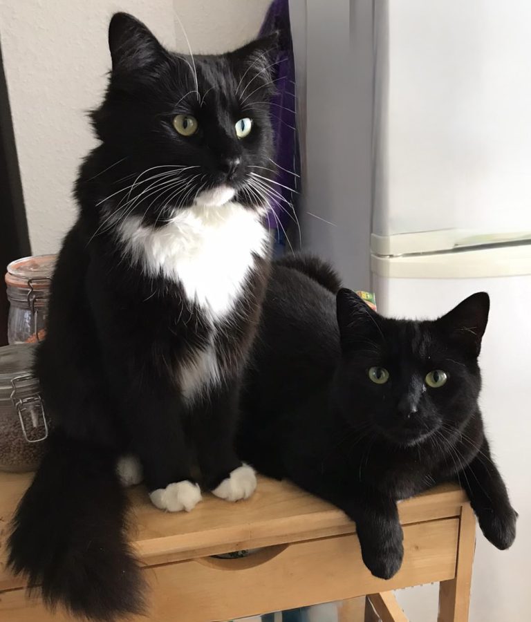 "Where's our dinner, hoomans?"