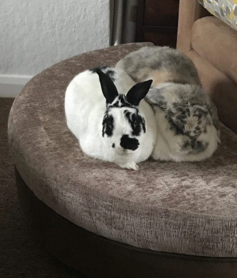 Lily and Bumper, on their sofa!
