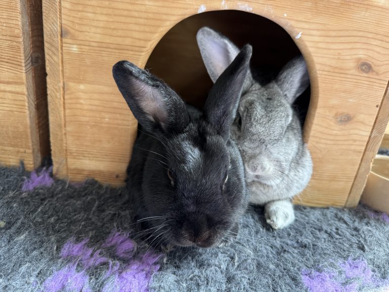 Thomas and Robin - Kings of the Castle!