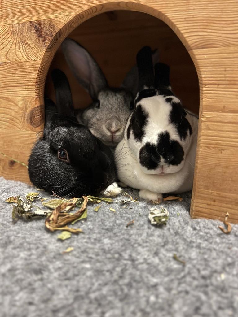 Thomas, Robin and Purdy relaxing in their 'town house'