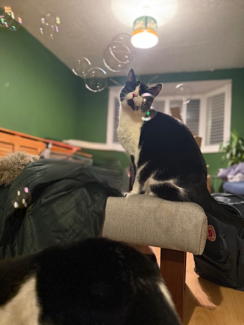 Catnip Bubble Fun with Nellie!