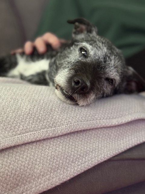 Lovely Lady loves all the snuggles!