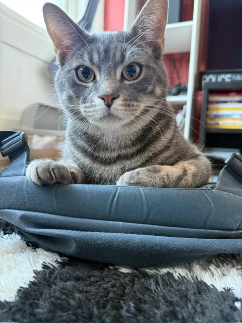 Atlas owning my rucksack!