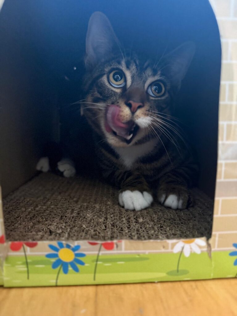 Onyx - Can he lick it, yes he can!