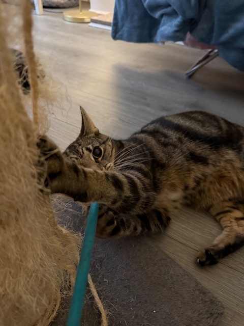 Playtime with Zeddy!