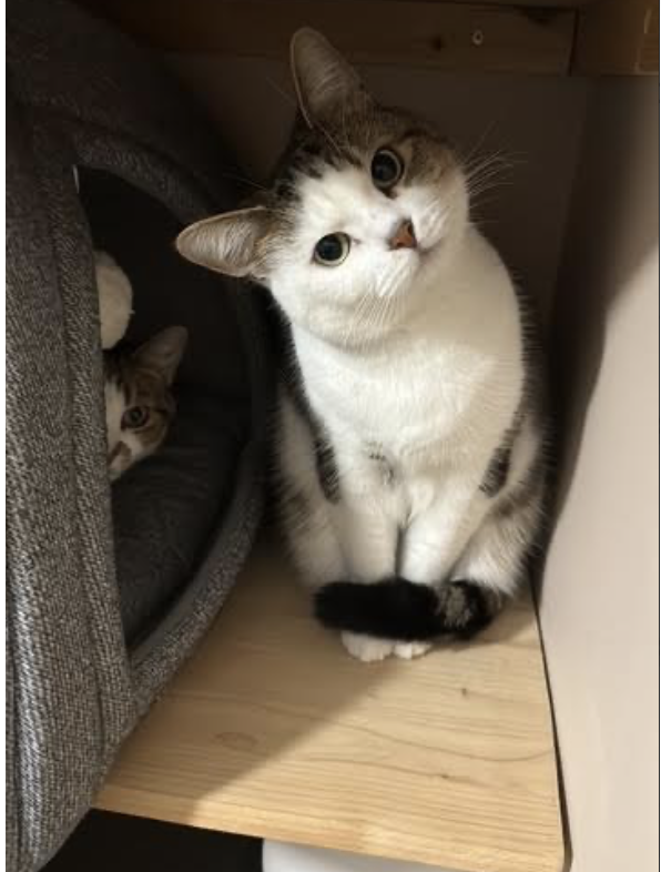 Beautiful Hermes, such a sweet girl!