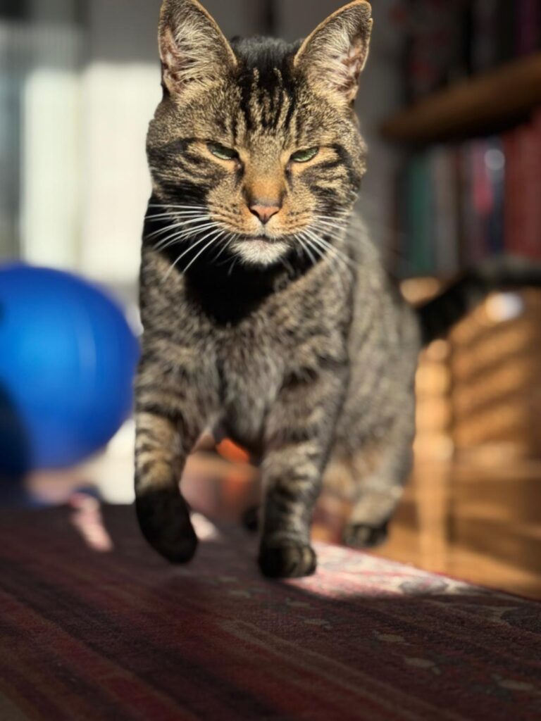 Supermodel Sidney, the King of the Catwalk!
