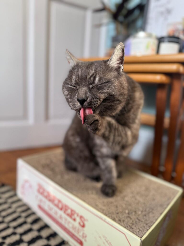 Super Smokey, the world's greatest cuddler!