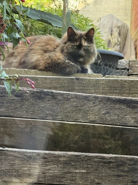 Classy Coco, the Queen of all she surveys!