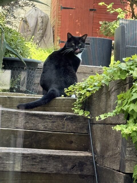 Gorgeous Gatsby is the purrfect gentleman!